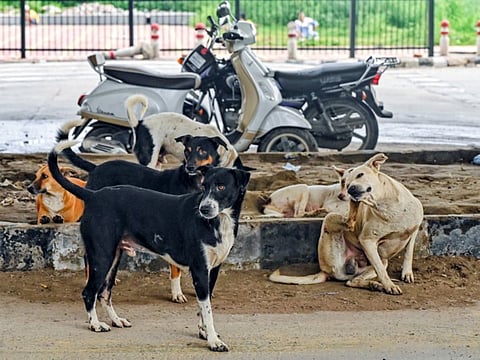 Foreigners unwind after a yoga session alongside stray dogs at Black Beach, Varkala in Thiruvananthapuram. Even as Kerala grapples with rising concerns over stray dog attacks, such scenes reflect a coexistence between people and animals 
