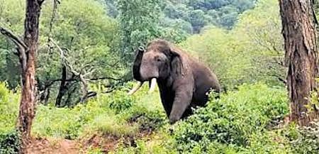 According to reports, the elephants had been roaming in the area for several days, but forest officials allegedly failed to take precautionary measures to ensure their safety.
