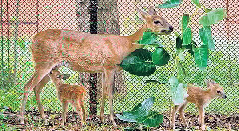 New baby species at Indira Gandhi Zoological Park in Vizag.