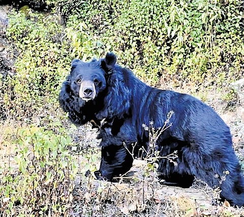 Himalayan bears shed gentle image, turn deadly predators in Uttarakhand