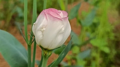 Mexican flower Eustoma’s successful blooming brings hope for floriculture in Odisha