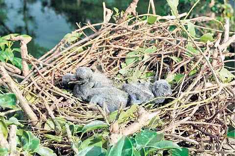 Baby birds in a nest atop a tree in Bhitarkanika National Park 