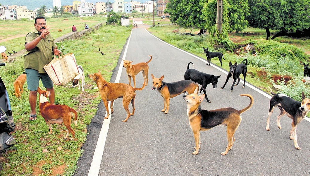 What Supreme Court said on stray dogs menace, relocation and public safety