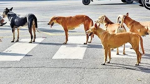 The dog pounced on the girl and bit her severely, causing severe injuries to the child's ear. 