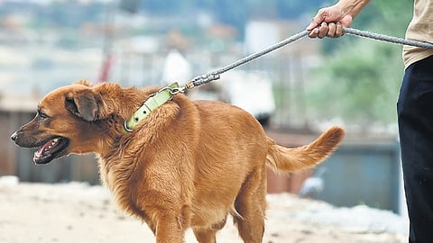 Corporation has issued 12,000 pet dog licences till September