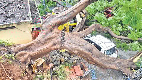 A gulmohar tree uprooted due to heavy rain and wind on the intervening night of Wednesday and Thursday in Rajajinagar
