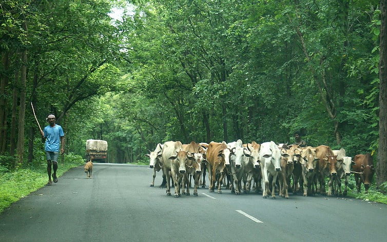 India lacks policy to cut methane emissions from agriculture and livestock, says UN status report