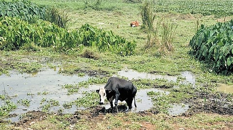 At present, lakes have a 30-metre buffer zone, but under the proposed law, this will shrink drastically - ranging from 0 metres for tanks below 0.05 acre to just 30 metres for lakes above 100 acres. 