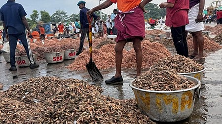 Shrimp cultivators with their stock.