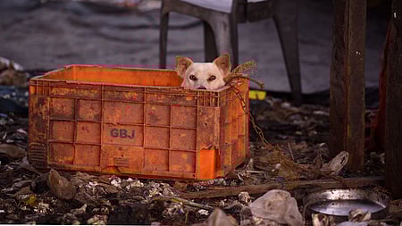 A stray dog peeks out from a fish box abandoned on a pile of garbage under the Goshree bridge in Kochi