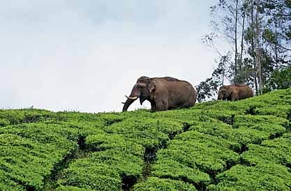 It permitted the owners of land along the corridor to use such lands in an eco-friendly manner, without causing any disturbance to the elephants, and to avoid artificial barriers such as electrical or solar fences.