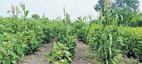 Natural farming bails out Kadapa woman ryot from debt trap