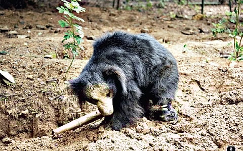 Vasikaran, also called Vasi, was rescued from a snare trap around three years ago in Tumakuru.