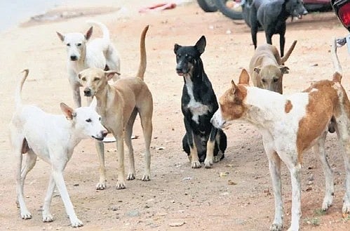 The New Indian Express - Politics - News Image