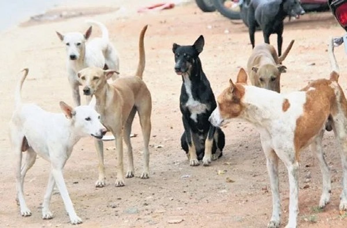 The New Indian Express - Politics - News Image