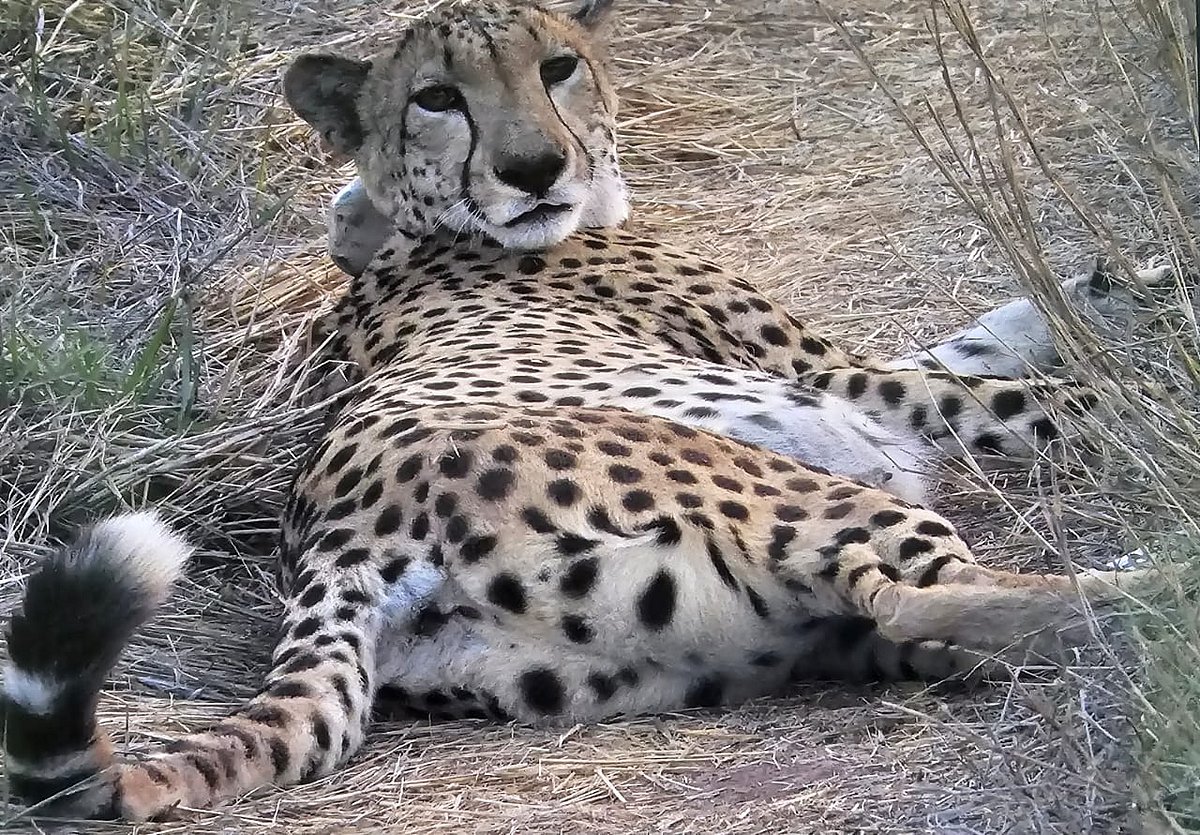 African female cheetah Dheera joins male coalition at MP’s Gandhi Sagar Wildlife Sanctuary