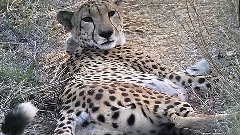 Prabhas and Pavak, part of a batch of 12 South African cheetahs flown to KNP in February 2023, became the first cheetahs to inhabit Gandhi Sagar Wildlife Sanctuary in western MP’s Mandsaur-Neemuch districts on April 20, 2025.