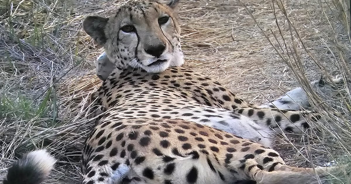 African female cheetah Dheera joins male coalition at MP’s Gandhi Sagar Wildlife Sanctuary African female cheetah Dheera joins male coalition at MP’s Gandhi Sagar Wildlife Sanctuary