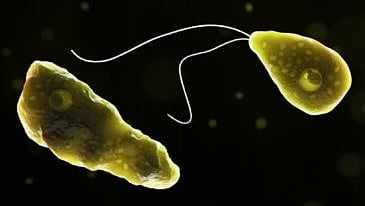 Kerala records 19 deaths as Amoebic fever cases double from last year