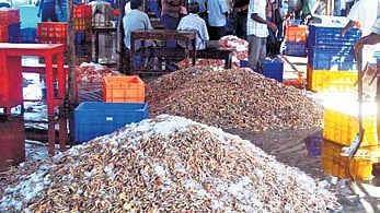Seafood at Paradip shipping harbour.