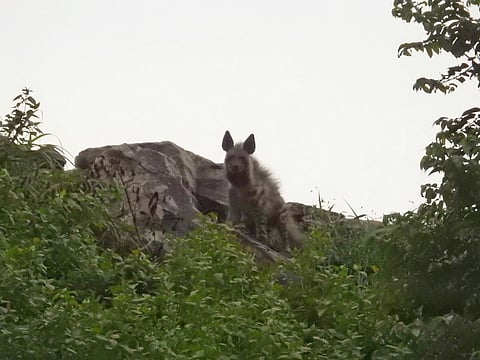 Guardians of the ecological cycle