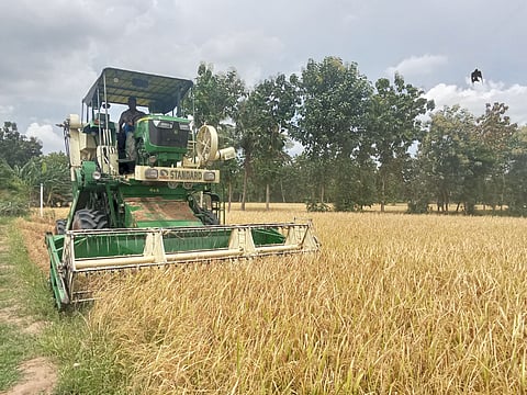Good climate conditions and absence of rains during the flowering stage has resulted in good yield of paddy.
