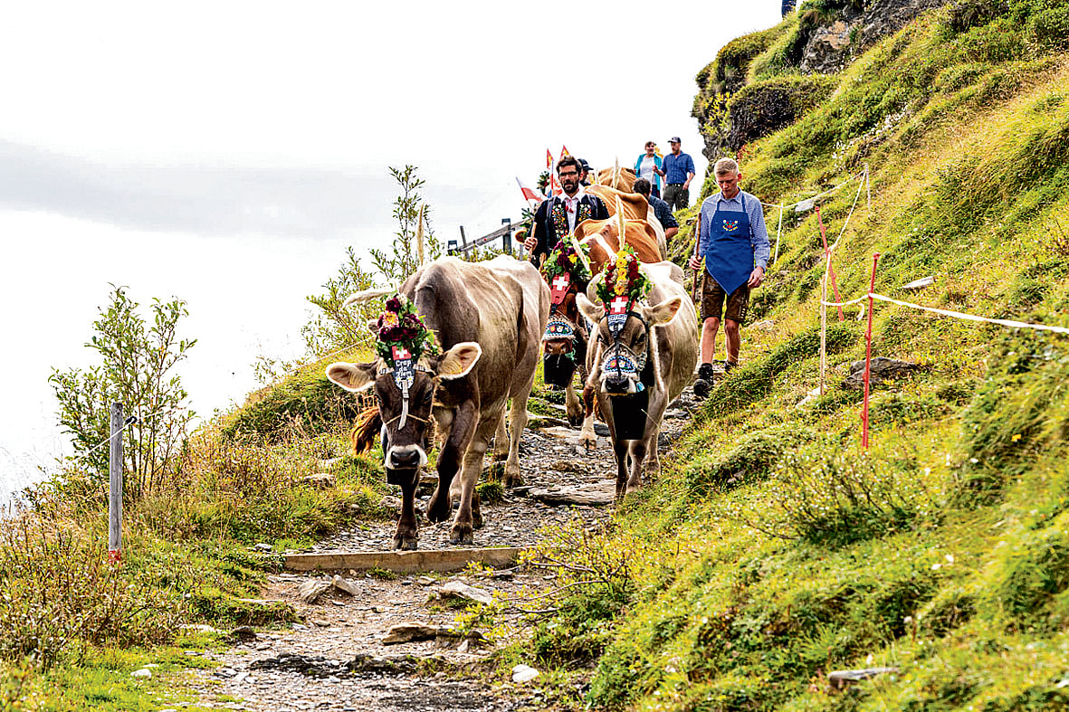 Till the cows come home