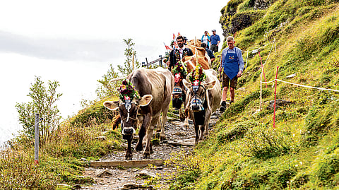Cows decending to meadows during the Alpabzug