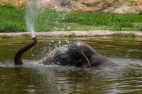 An African elephant named Shankar died on Wednesday night, Sept. 17, 2025, at the zoo after 13 years of being placed in solitary confinement. 