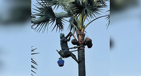 TN govt to plant 10 saplings for every palmyra cut, forms monitoring panels