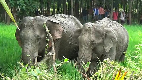 Elephants in a paddy field at Sainkula.