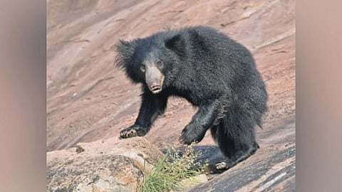 Image of Sloth bear used for representational purposes only