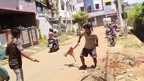 A video of an NGO worker mishandling a stray dog while catching it for sterilisation has gone viral, sending shockwaves among the animal activists. 