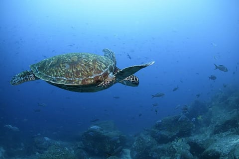 A type of Pacific green sea turtle swims through the water off of Wolf Island, Ecuador in the Galapagos on June 10, 2024.