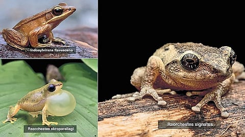 Among amphibians, the family Dicroglossidae was dominant with 10 species, followed by Microhylidae (4 species), Bufonidae (2 species), and Rhacophoridae (2 species).