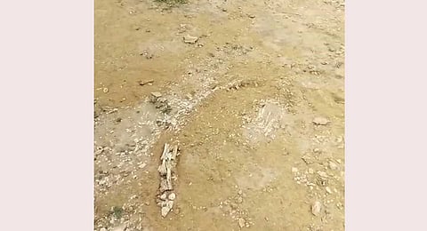 Suspense over Phytosaur fossil in Jaisalmer village