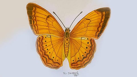 Cirrochroa thais, also known as Tamil Yeoman, as illustrated by R Suresh. The buterfly has been adopted as a state symbol.