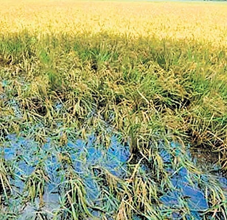 Maha sops: Rs 2.2K cr for over 3 lakh farmers for crop loss after heavy rain
