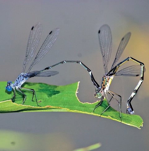 Damselfly lestes dorothea found in Thiruvananthapuram wildlife division