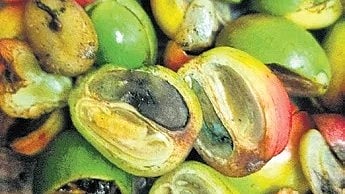 Coffee beans infested with borer pest 