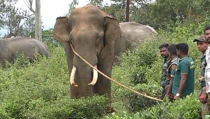&nbsp;&nbsp;23.09.2025: Nilgiris: Gudalur forest division staff have successfully captured a wild elephant nicknamed 'Radhakrishnan,' which allegedly