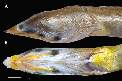 The species has been named Apterichtus Kanniyakumari to honour the district’s cultural, linguistic, historical, and geographical significance. 