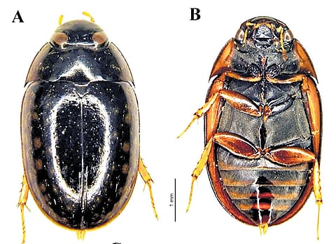 First record of semi-aquatic beetle Scoliopsis spinosa in India reported in Eastern Ghats