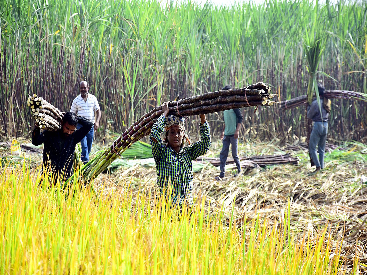 NFCSF urges Centre to revise sugar MSP to 41 per kg, increase ethanol price