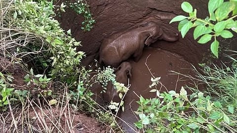 Since the well is covered with bushes, it was not visible to the elephants.
