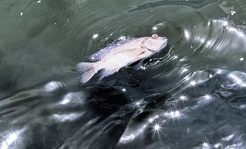 Dead fish floating in Padmatheertham pond on Thursday.