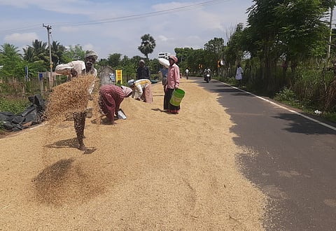 Workers drying paddy on a road in Thanjavur.
