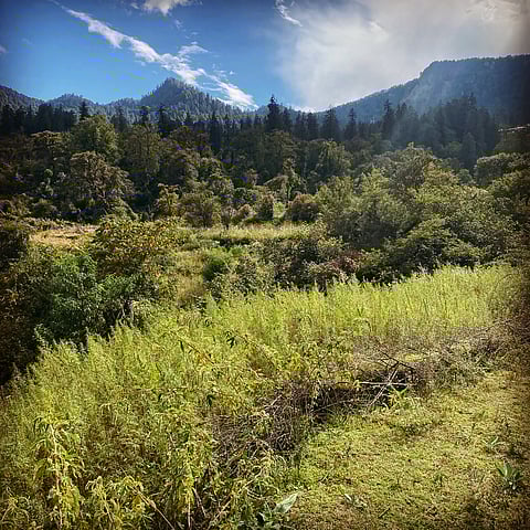 10-20 feet high, giant bhaang shrubs at Urgam Valley