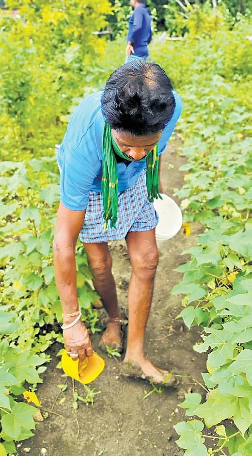 ‘Sweet’ alternative to chemical manure 1