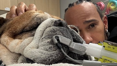 Posting on Instagram, Hamilton said his 12-year-old bulldog Roscoe had been hospitalised with pneumonia and was now in a coma.